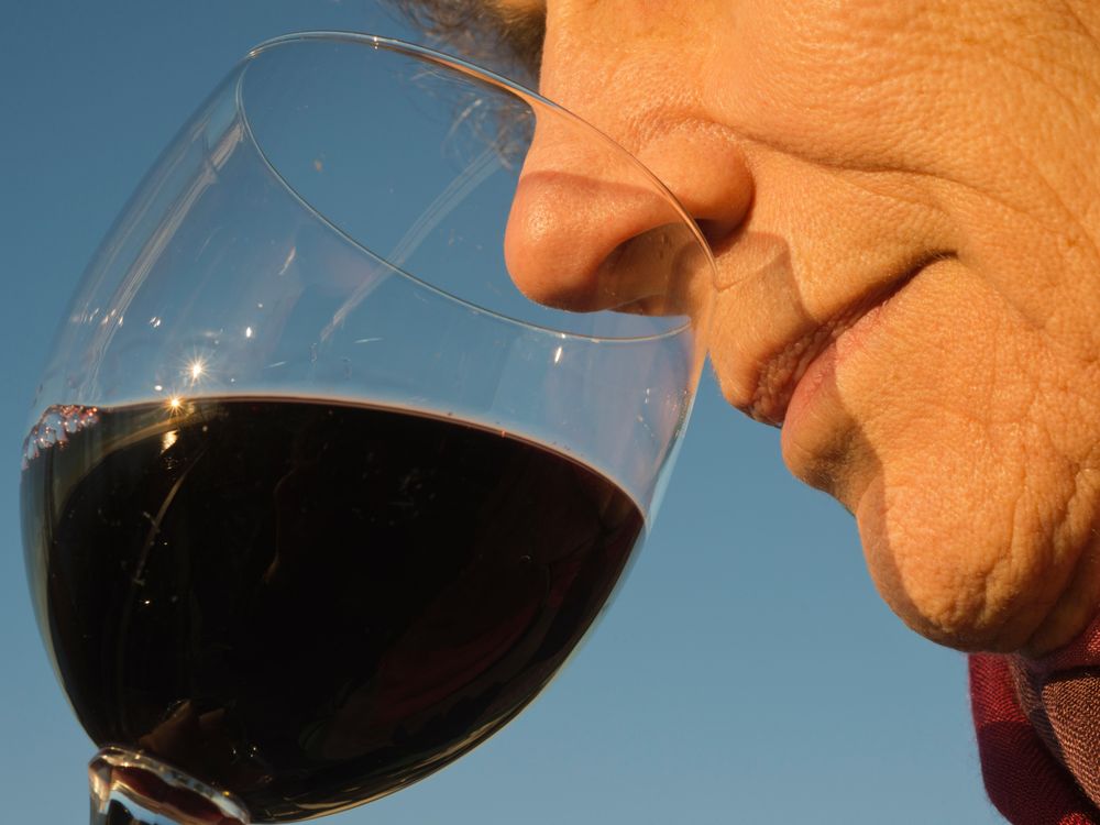 taster smelling glass of wine