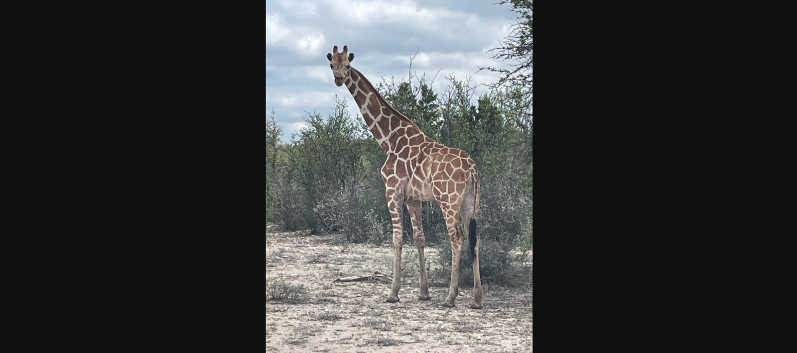 Keep Your Eyes Peeled for Gracie, a Reticulated Giraffe on the Loose in Texas