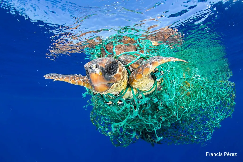 Tangled Turtle