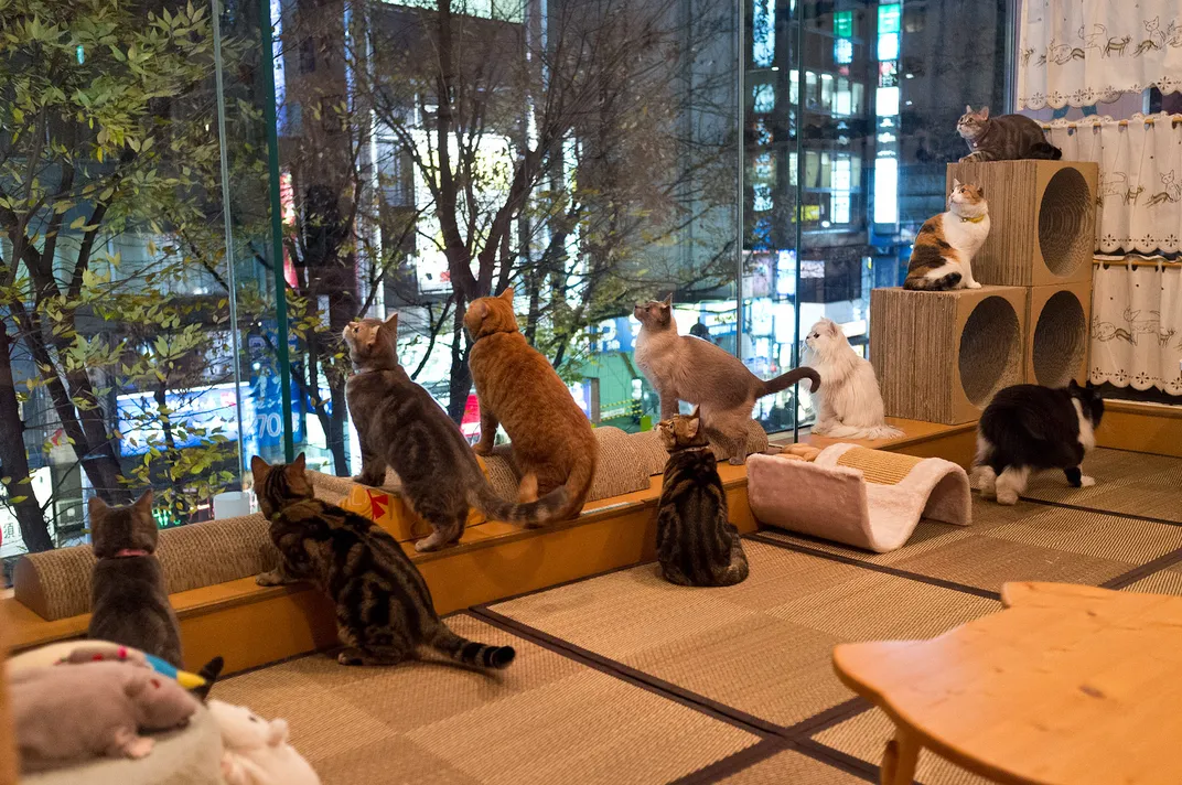 Tokyo cat cafe: weird cafes in Japan