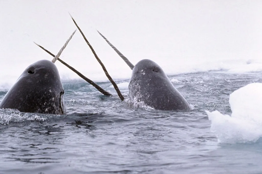 Narwhal tusks