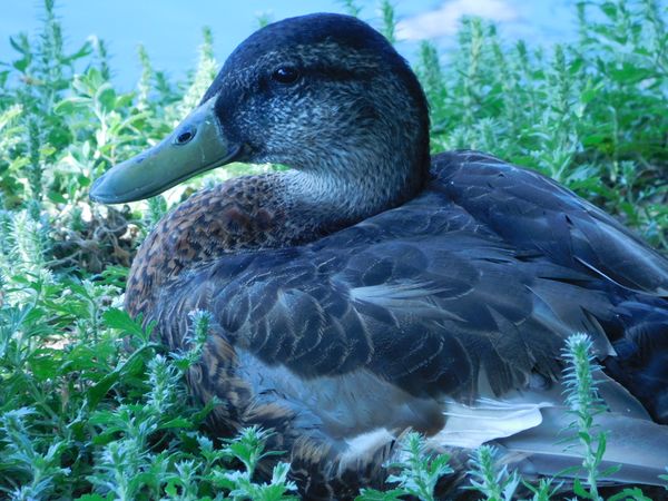 Mother mallard on a nest in the evening thumbnail