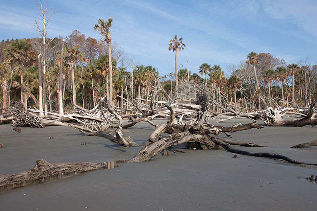 ghost forest on Capers Island, South Carolina