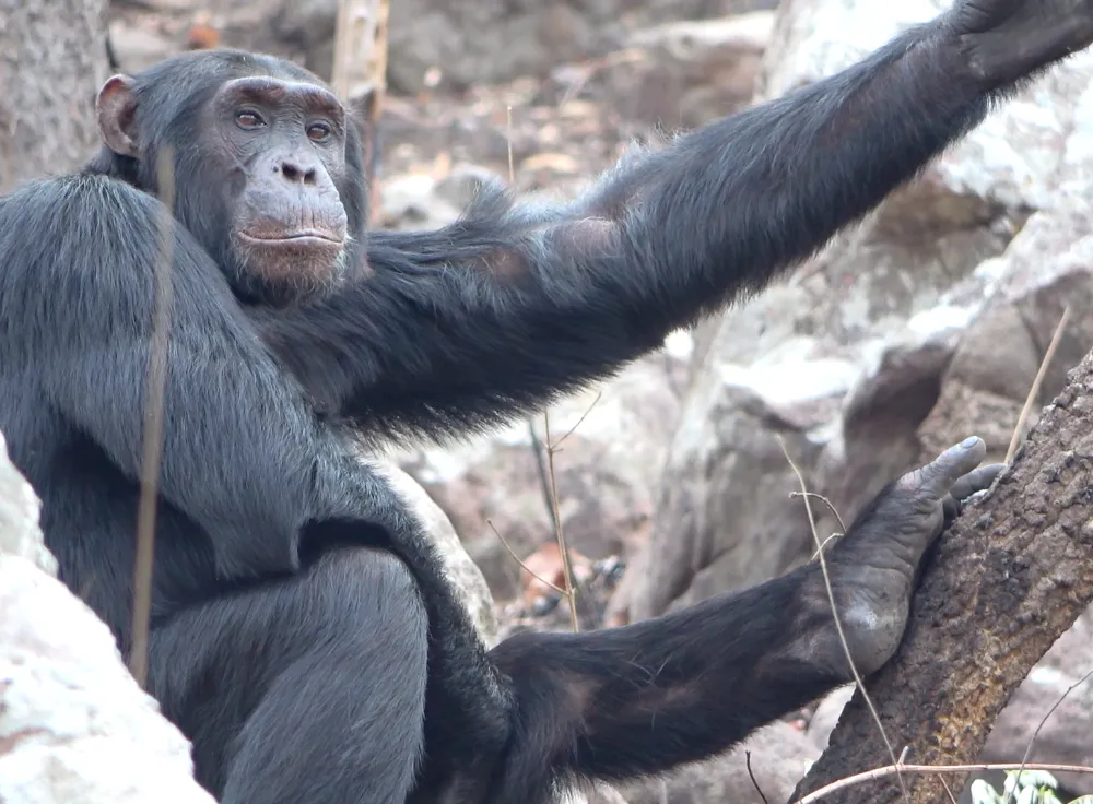 Male chimpanzee