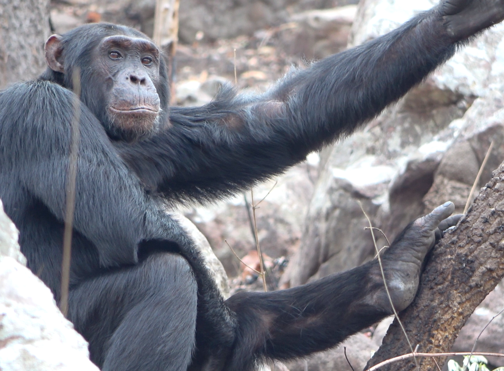 chimp walking in profile