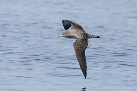 A Scopali's shearwater skims the water's surface.