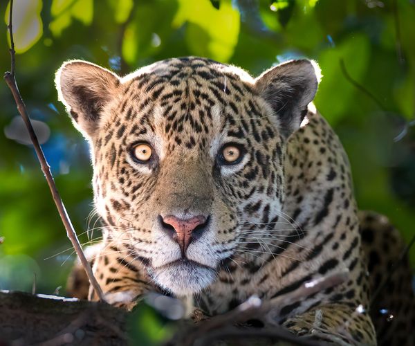 The Eyes of a Jaguar thumbnail