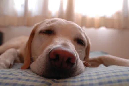 Circadian rhythms dictate the patterns of sleep and wakefulness for much of life on Earth