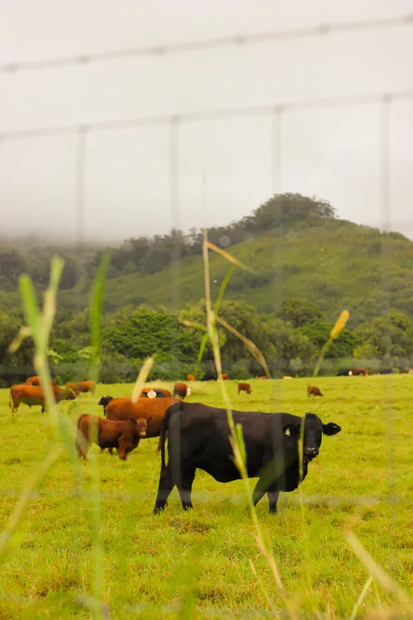 Cows along the Road To Hana. thumbnail