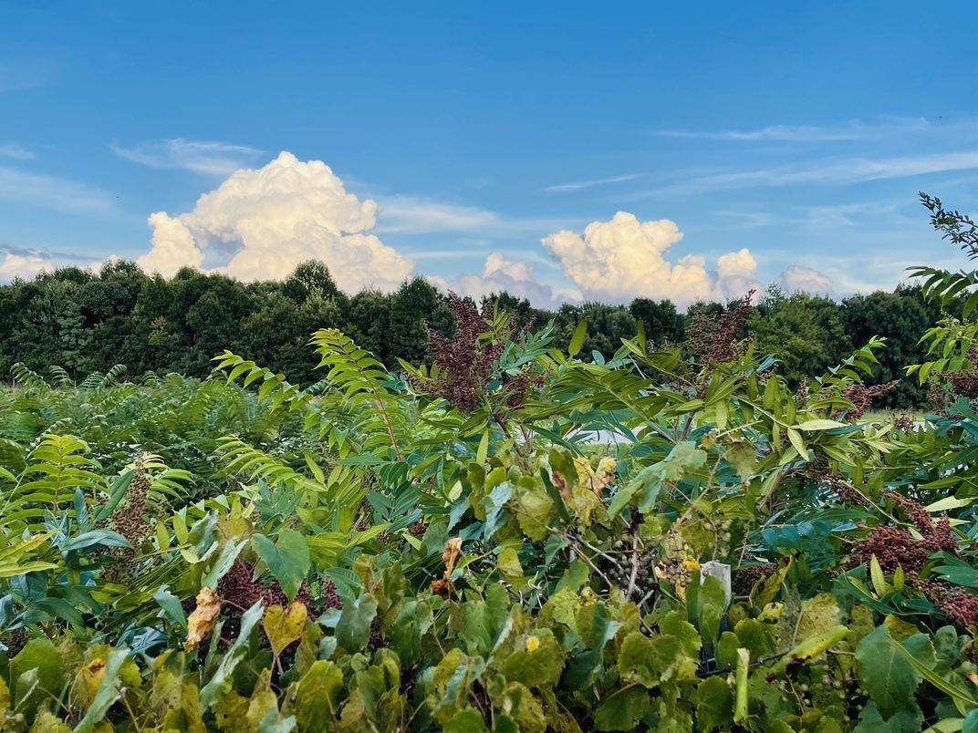 Clouds Across the Road in Appomattox Virginia Smithsonian Photo