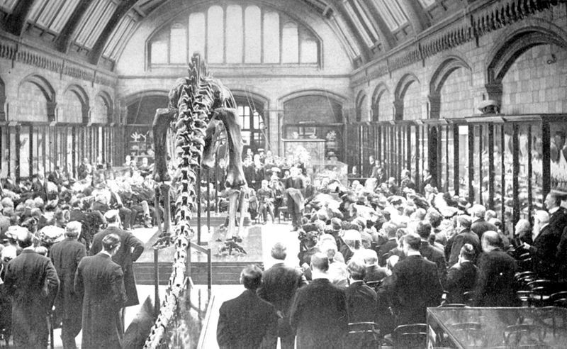 20110520083226diplodocus-uk-presentation.jpg