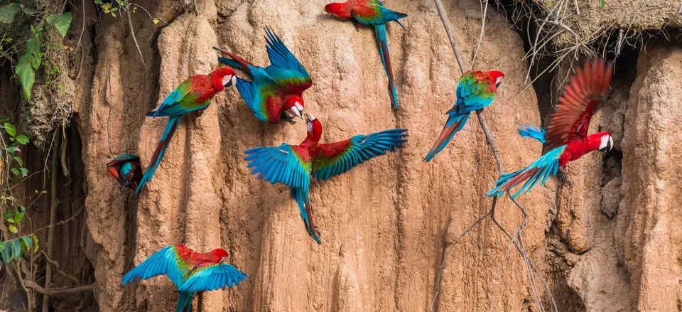  Red and green macaws 