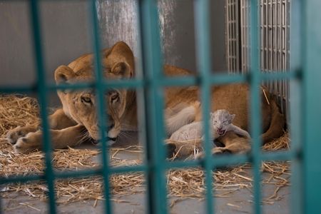 Dana, a lioness rescued from a Syrian zoo, is shown in the enclosure of its new home the day after giving birth to a cub named Hajar