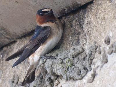 This cliff swallow has built a nest beneath a road.