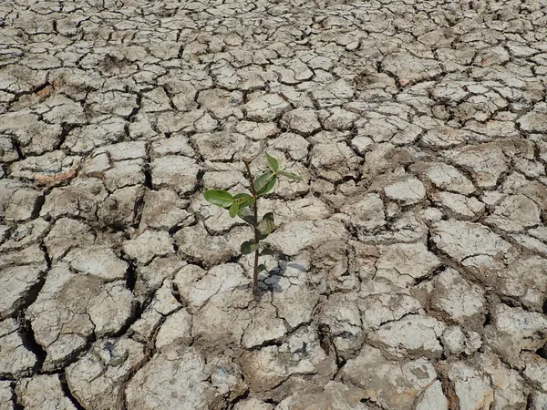 Survival of Mangrove Plants During Acute Drought in Sri Lanka thumbnail
