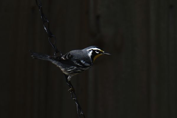Yellow-Throated Warbler thumbnail