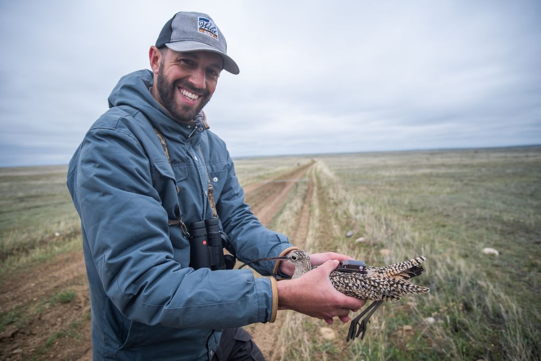 Ecologist Andy Boyce holds a long-billed curlew equipped with a small GPS "backpack" as he prepares to release it back into the wild.