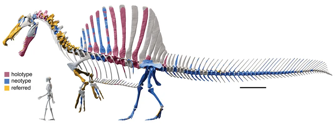 a digital reconstruction of the skeleton of Spinosaurus, showing a human for scale, which is about the height of the dinosaur's sail