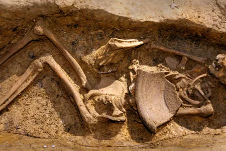 The boy's skeleton was crammed into a cellar pit with a broken ceramic milk pan lying across his rib cage.