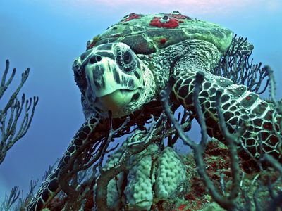 Journey Under the Sea With 15 Amazing Photos of Marine Life image
