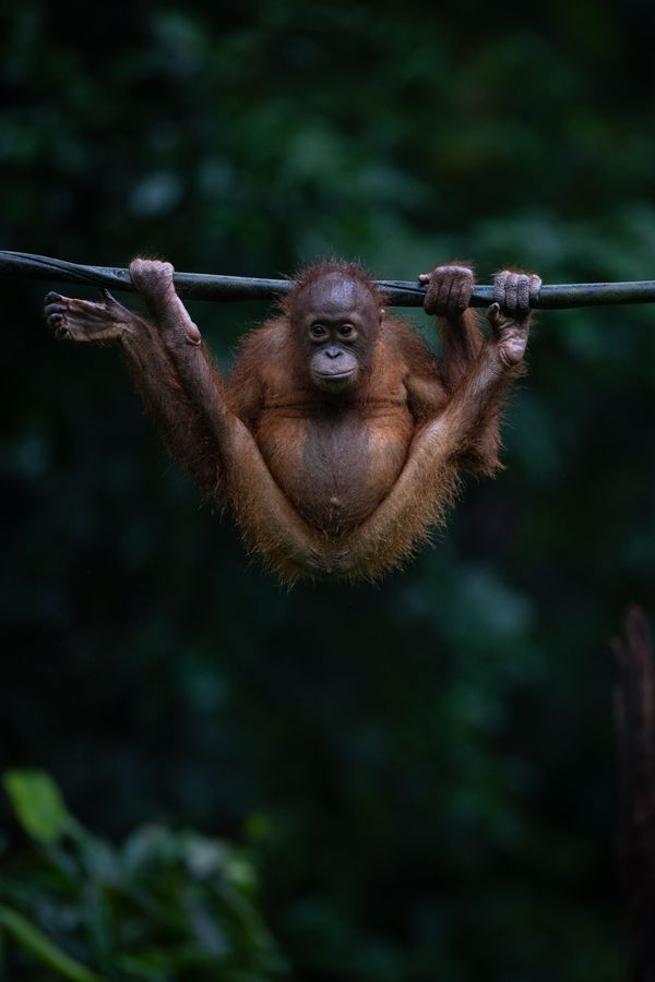 Baby Orangutan thumbnail
