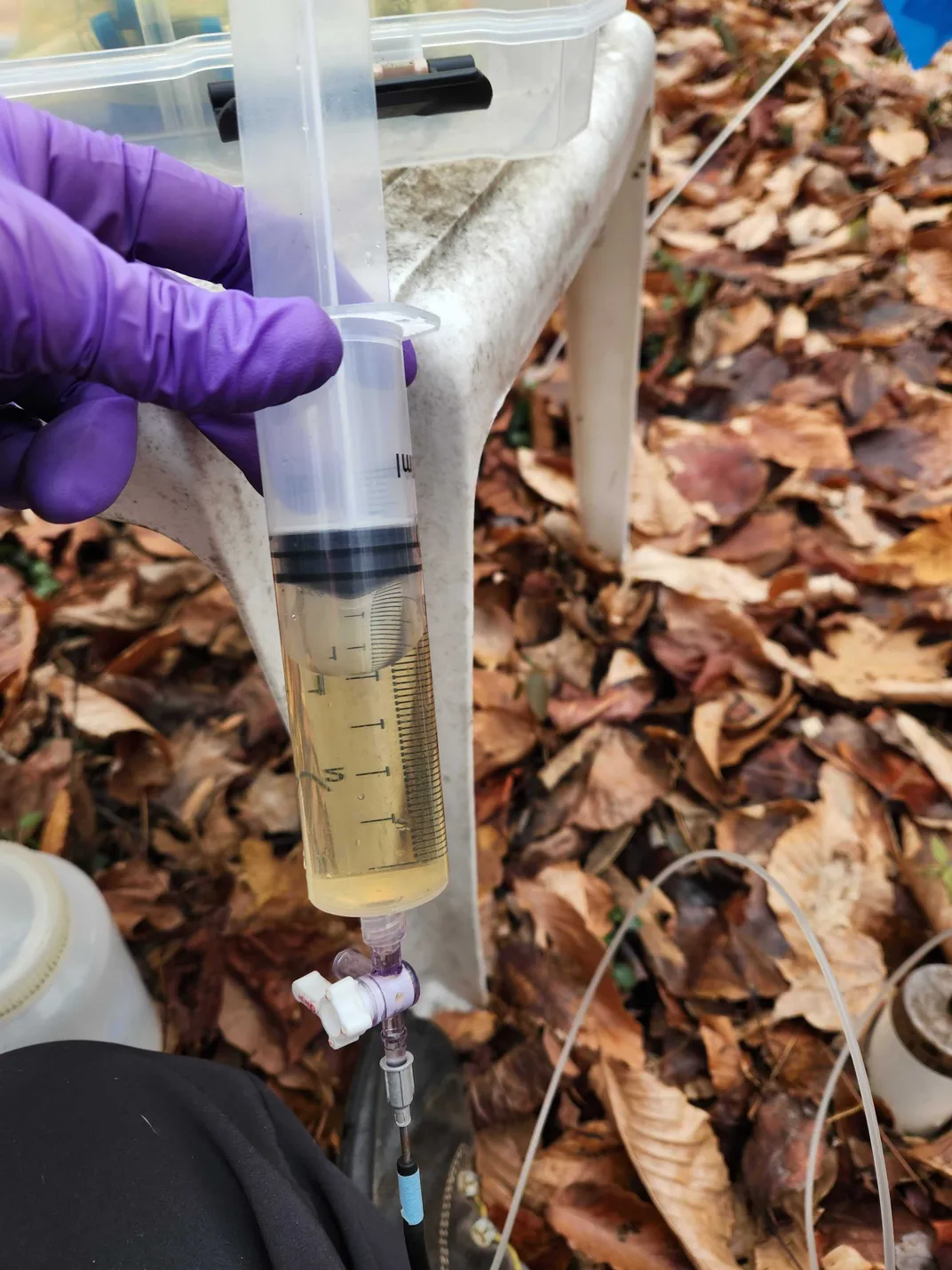 A hand with a latex glove holds a needle and tube while drawing water from the ground. The water is the color of tea.