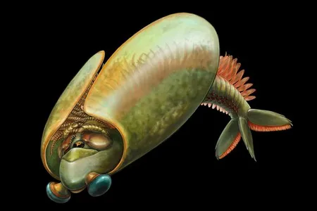 An illustration of the taco-shaped&nbsp;Odaraia, which researchers say likely swam upside-down and trapped prey in its spine-covered legs.