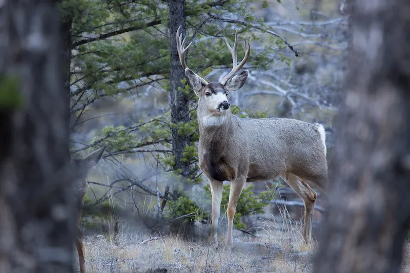 a mule deer