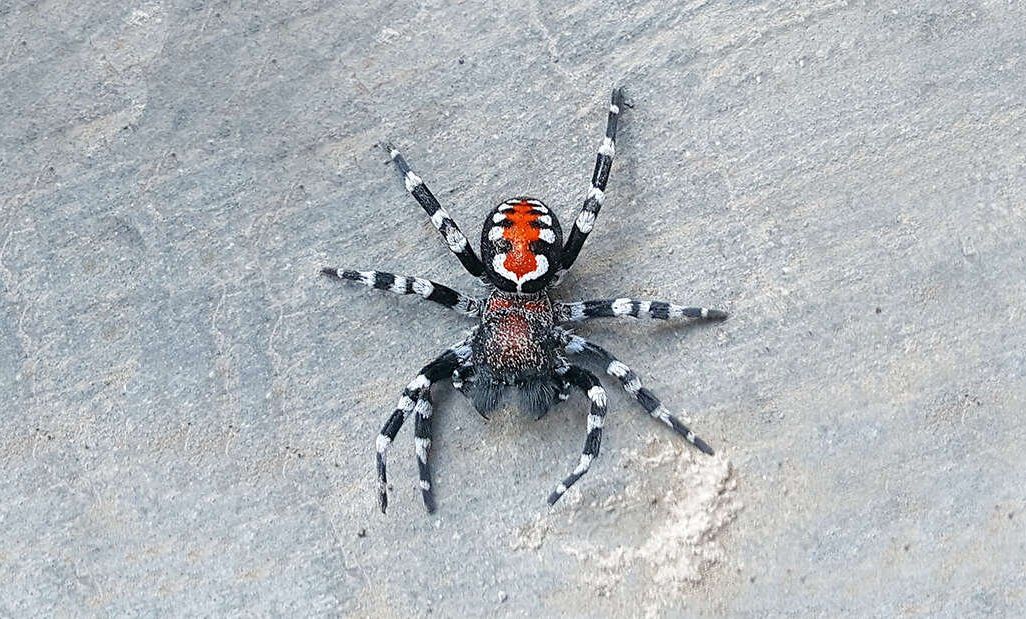 Loureedia phoenixi