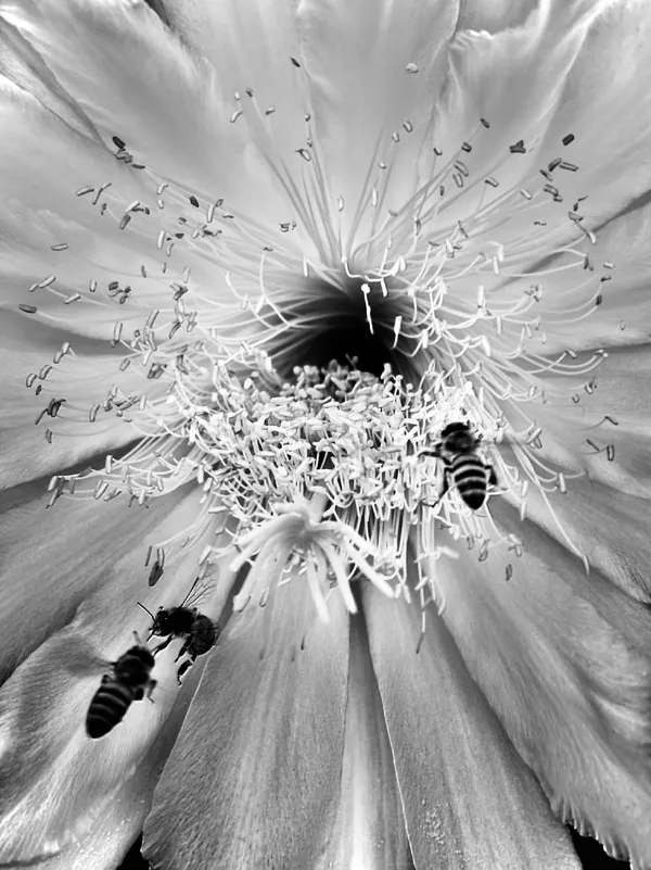Tunnel of Pollen thumbnail