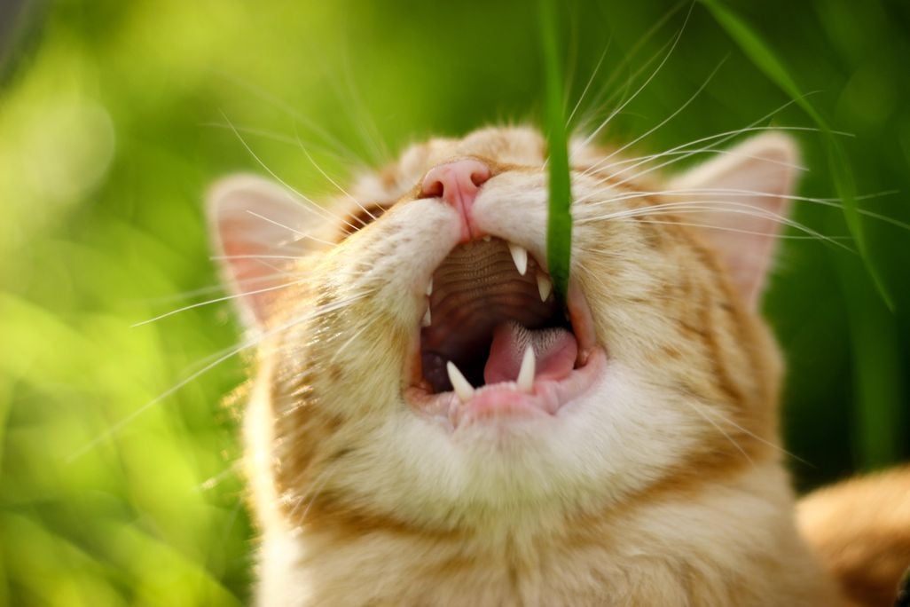 cat nomming