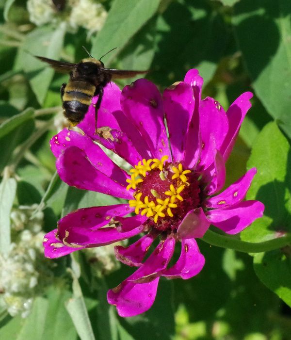 A Bumblebee leaving a Zina bloom. thumbnail