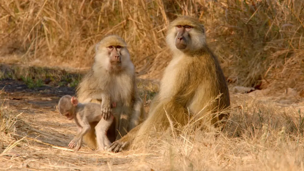 Preview thumbnail for A Biologist Studies a New Species of Baboon