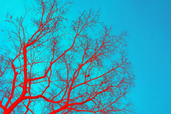 Capillary - Arterial Trees thumbnail