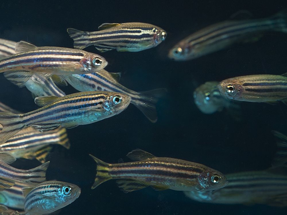 Small striped fish swimming in water