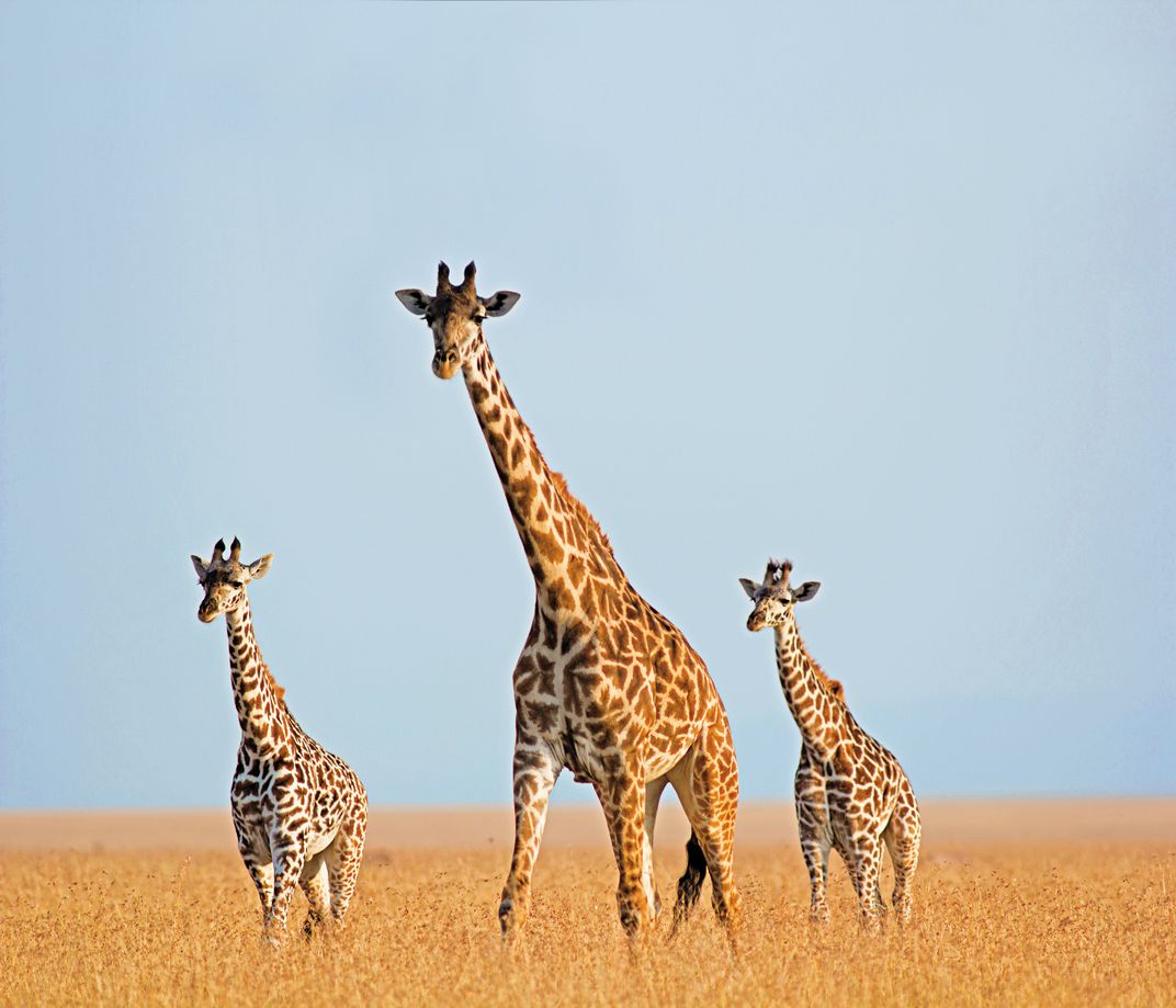 Giraffes on the savanna