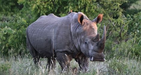 A white rhino in Kruger National Park, South Africa