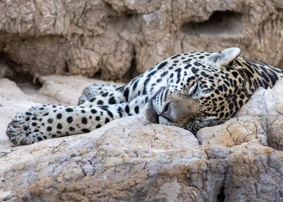 a sleeping jaguar on rocks