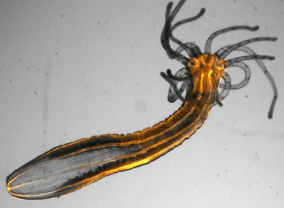 An orange and black creature with tentacles