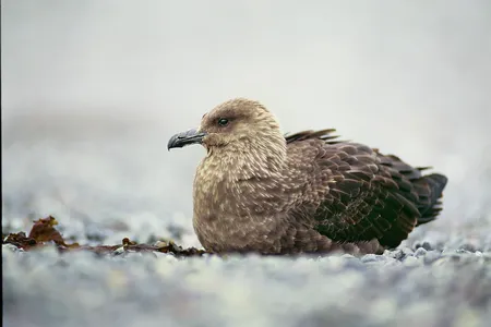 An Antarctic skua, one of the birds hardest hit by avian flu in the region.&nbsp;
