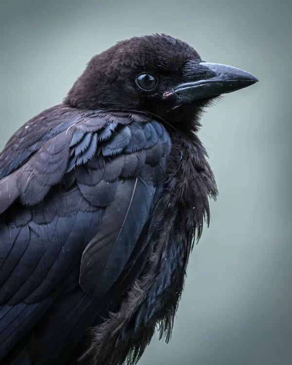 American Crow thumbnail