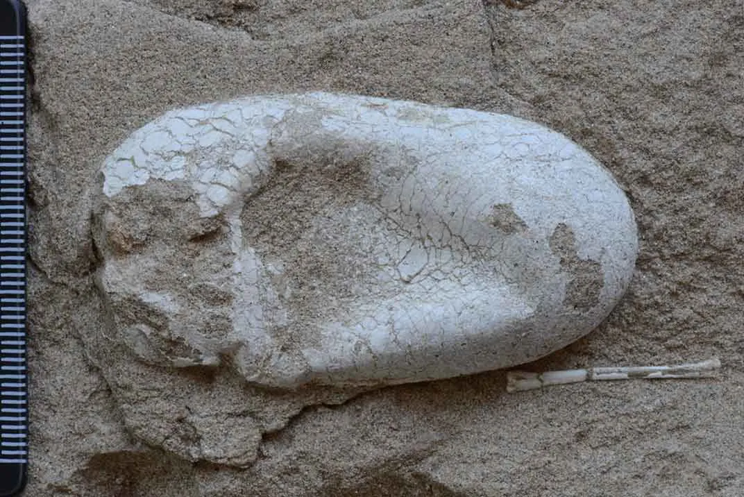 Hundreds Of Eggs From Ancient Flying Reptile Are Found In China 