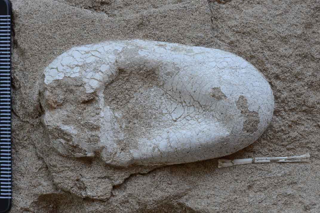 Hundreds of fossilised eggs reveal the nesting habits of ancient flying  reptiles, Fossils