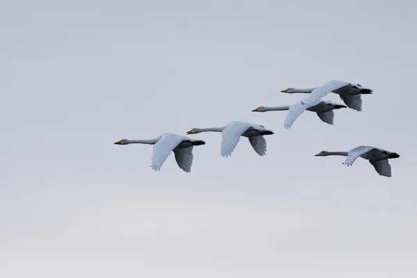 Whooper Swans in formation, Lake Mjøsa thumbnail