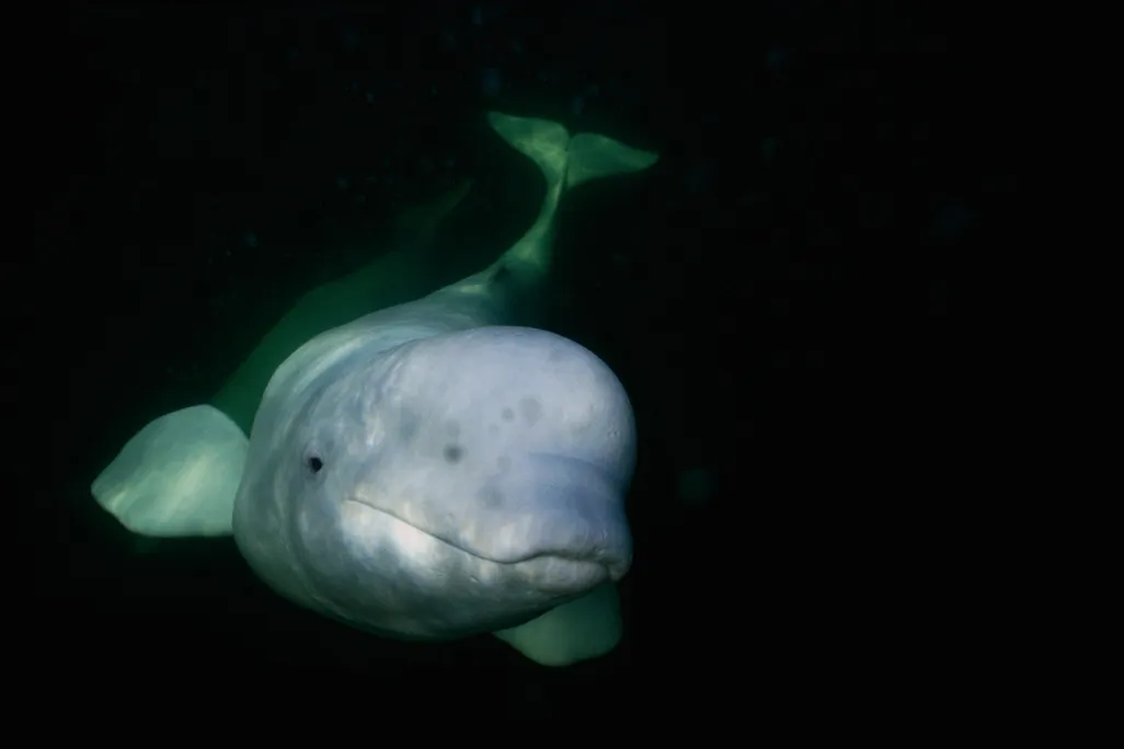 A beluga whale