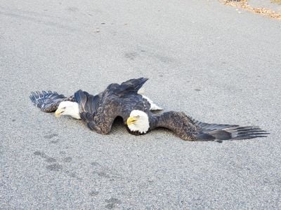 As bald eagle populations shoot up, disputes between the birds of prey do, too, especially near nesting territory.

&nbsp;