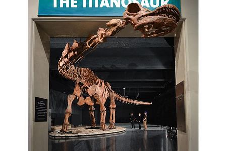 At 122 feet long, The Titanosaur has to poke its tiny head out of the entryway to fit in the exhibit hall.