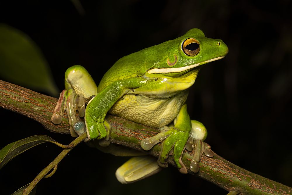 White-lipped Tree Frog resting on tree branch.