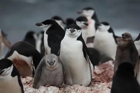 Numbers of these charismatic, blubbery birds have decreased by about half across Antarctica's northwest.