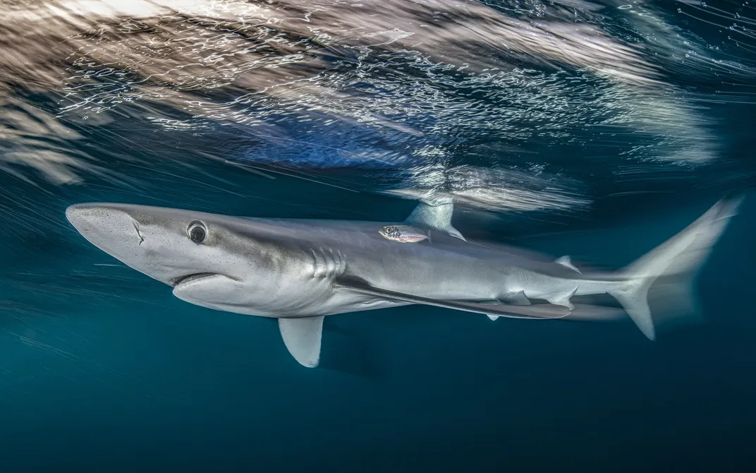a shark swims just under the water's surface with a small fish beside its dorsal fin